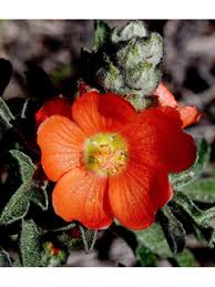 Scarlet Globemallow Flower Essence .5oz - Milagro Herbs - Handmade Organic Herbal Remedies & Medicinal Plants