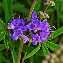 Vitex Flower Essence .5oz - Milagro Herbs - Handmade Organic Herbal Remedies & Medicinal Plants