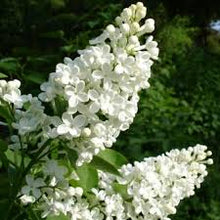 White Lilac Flower Essence .5oz - Milagro Herbs - Handmade Organic Herbal Remedies & Medicinal Plants