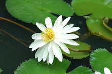 White Lotus Flower Essence .5oz - Milagro Herbs - Handmade Organic Herbal Remedies & Medicinal Plants
