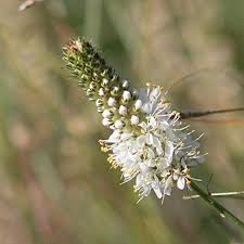 White Prairie Flower Flower Essence .5oz