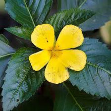 Wild Damiana Flower Essence .5oz - Milagro Herbs - Handmade Organic Herbal Remedies & Medicinal Plants