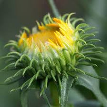 Gumweed Tincture - Milagro Herbs - Handmade Organic Herbal Remedies & Medicinal Plants