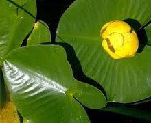 Yellow Pond Lily Flower Essence .5oz - Milagro Herbs - Handmade Organic Herbal Remedies & Medicinal Plants