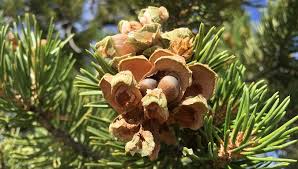 Pinyon Pine Plant Spirit Communication Class 10/12 with Judy Lieblein