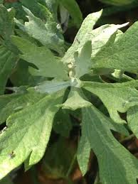 Mugwort Plant Spirit Communication Class 12/7 with Judy Lieblein