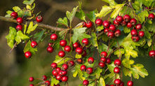 Hawthorn Berry Tincture - Organic - Milagro Herbs - Handmade Organic Herbal Remedies & Medicinal Plants