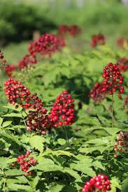 Baneberry Tincture - Organic - Milagro Herbs - Handmade Organic Herbal Remedies & Medicinal Plants
