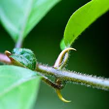 Cat's Claw (Uña de Gato) Tincture