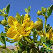 Chaparral Tincture - Wildcrafted - Milagro Herbs - Handmade Organic Herbal Remedies & Medicinal Plants