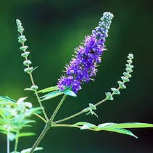 Chaste Tree Berries (Vitex) Tincture - Organic - Milagro Herbs - Handmade Organic Herbal Remedies & Medicinal Plants