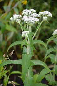 Boneset Tincture - Organic - Milagro Herbs - Handmade Organic Herbal Remedies & Medicinal Plants