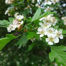 Hawthorn Leaf and Flower Tincture - Organic - Milagro Herbs - Handmade Organic Herbal Remedies & Medicinal Plants