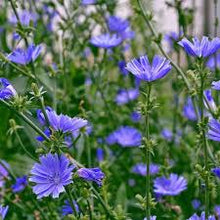 Chicory Tincture - Organic - Milagro Herbs - Handmade Organic Herbal Remedies & Medicinal Plants
