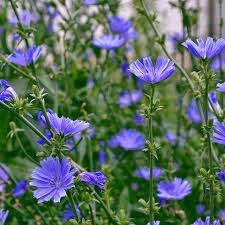 Chicory Tincture