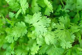 Cilantro Tincture