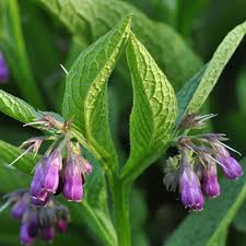 Comfrey Leaf Tincture