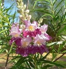 Desert Willow Tincture - Wildcrafted - Milagro Herbs - Handmade Organic Herbal Remedies & Medicinal Plants