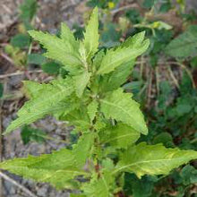 Epazote (Wormseed) Tincture - Organic - Milagro Herbs - Handmade Organic Herbal Remedies & Medicinal Plants
