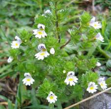 Eyebright Tincture - Organic - Milagro Herbs - Handmade Organic Herbal Remedies & Medicinal Plants