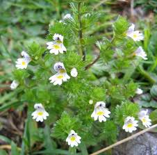 Eyebright Tincture - Organic