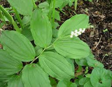 False Solomon's Seal Tincture - Wildcrafted - Milagro Herbs - Handmade Organic Herbal Remedies & Medicinal Plants