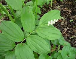 False Solomon's Seal Tincture