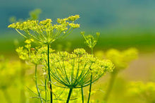 Fennel Tincture - Organic - Milagro Herbs - Handmade Organic Herbal Remedies & Medicinal Plants