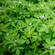Fenugreek Seed Tincture - Organic - Milagro Herbs - Handmade Organic Herbal Remedies & Medicinal Plants