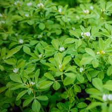 Fenugreek Seed Tincture