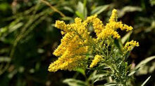 Goldenrod Tincture - Organic - Milagro Herbs - Handmade Organic Herbal Remedies & Medicinal Plants