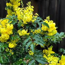 Oregon Grape Root Tincture - Organic - Milagro Herbs - Handmade Organic Herbal Remedies & Medicinal Plants