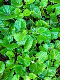 Gotu Kola Tincture - Organic - Milagro Herbs - Handmade Organic Herbal Remedies & Medicinal Plants