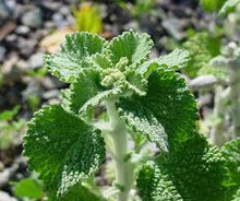 Horehound Tincture - Organic - Milagro Herbs - Handmade Organic Herbal Remedies & Medicinal Plants