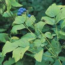 Blue Cohosh Tincture - Organic - Milagro Herbs - Handmade Organic Herbal Remedies & Medicinal Plants