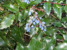 Oregon Grape Leaf Tincture - Wildcrafted - Milagro Herbs - Handmade Organic Herbal Remedies & Medicinal Plants