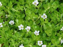 Brahmi Tincture - Organic - Milagro Herbs - Handmade Organic Herbal Remedies & Medicinal Plants