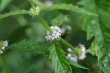 Bugleweed Tincture - Organic - Milagro Herbs - Handmade Organic Herbal Remedies & Medicinal Plants