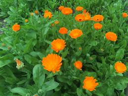Calendula Tincture - Organic
