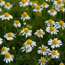 Chamomile Tincture - Organic - Milagro Herbs - Handmade Organic Herbal Remedies & Medicinal Plants