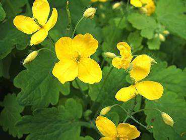 Celandine Tincture - Organic