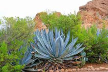 Century Plant (Agave) Tincture - Organic - Milagro Herbs - Handmade Organic Herbal Remedies & Medicinal Plants