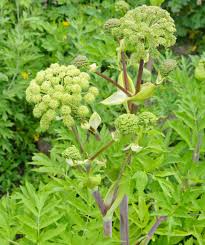 Angelica Tincture - Milagro Herbs - Handmade Organic Herbal Remedies & Medicinal Plants
