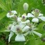 Clematis Tincture - Wildcrafted - Milagro Herbs - Handmade Organic Herbal Remedies & Medicinal Plants