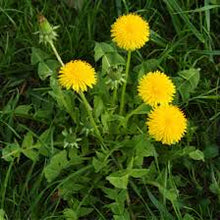 Dandelion Root Tincture - Organic - Milagro Herbs - Handmade Organic Herbal Remedies & Medicinal Plants