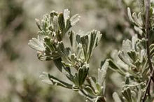 Desert Sage Tincture - Wildcrafted - Milagro Herbs - Handmade Organic Herbal Remedies & Medicinal Plants
