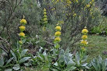 Gentian Tincture - Organic - Milagro Herbs - Handmade Organic Herbal Remedies & Medicinal Plants