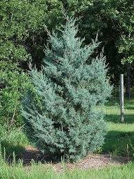 Arizona Cypress Tincture