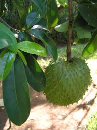 Graviola Tincture - Organic