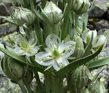 Green Gentian Tincture - Organic - Milagro Herbs - Handmade Organic Herbal Remedies & Medicinal Plants